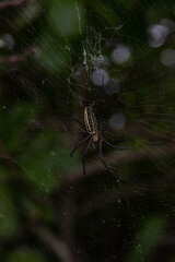 ブセナ海中公園周辺の景色