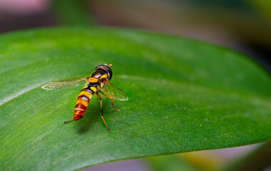 incredible macro of bumble bee or hoverfly insects on a leaf