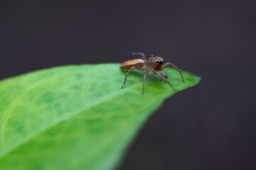 Horizontal macro shot of a golden jumping spider standing on a green leaf ready to jump while looking at the camera during daytime