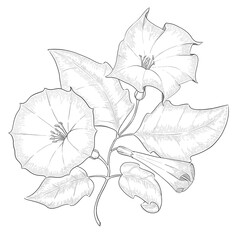 Datura outline vector botanical illustration