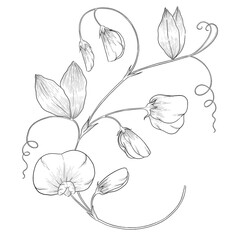 Sweet pea outline botanical illustration - obrazy, fototapety, plakaty