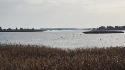 Schwäne auf dem Bodden