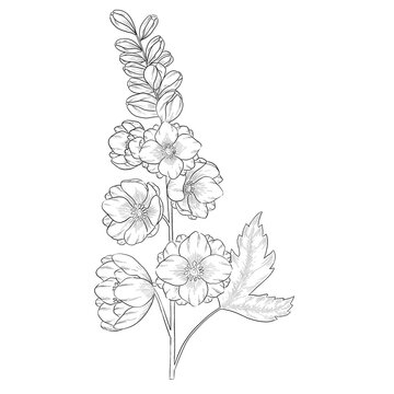 Delphinium outline botanical illustration