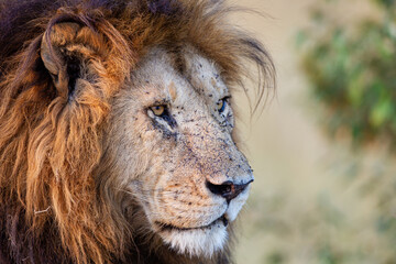 Portrait of a male lion in the Masai Mara in Kenya