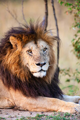 Portrait of a male lion in the Masai Mara in Kenya