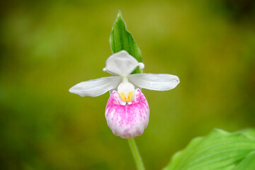 Showy Lady Slipper