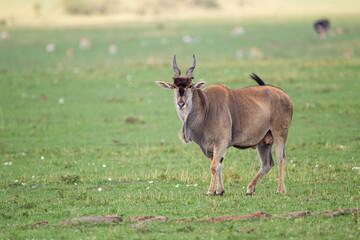 Large Eland bull walks across the green grasslands of the Masai Mara, Kenya	