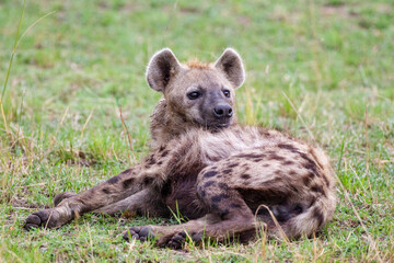 Hyena lying close to the den in the Masai Mara, Kenya