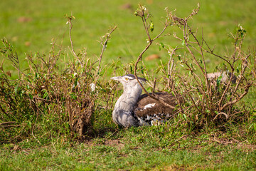 Kori Bustard on its nest in the Masai Mara, Kenya	