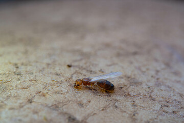 Red termite struggling to walk on the top of potato
