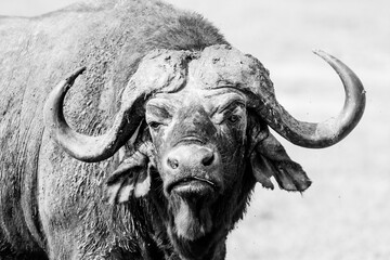 An African Buffalo staring across the Masai Mara in Kenya