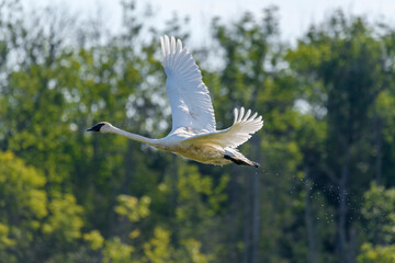 Trumpeter Swan in flight