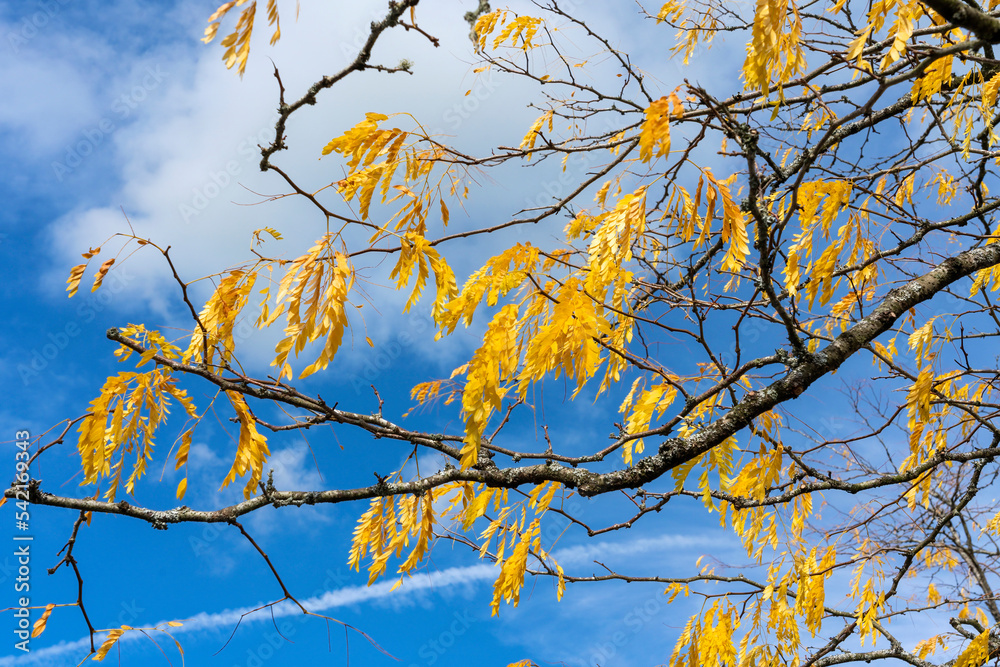 Wall mural gleditsia tree branch with its yellow leaves in golden autumn fall colour in november, stock photo i