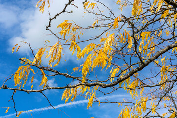 Gleditsia tree branch with its yellow leaves in golden autumn fall colour in November, stock photo image
