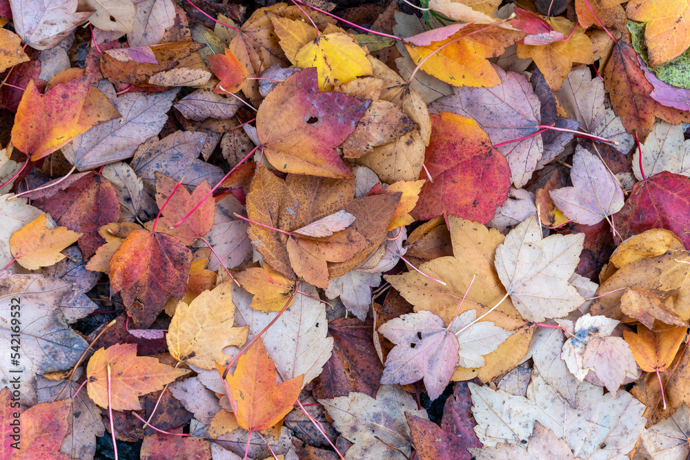 Sticker autumn leaves colour background during the november fall on the forest floor having fallen from a ma