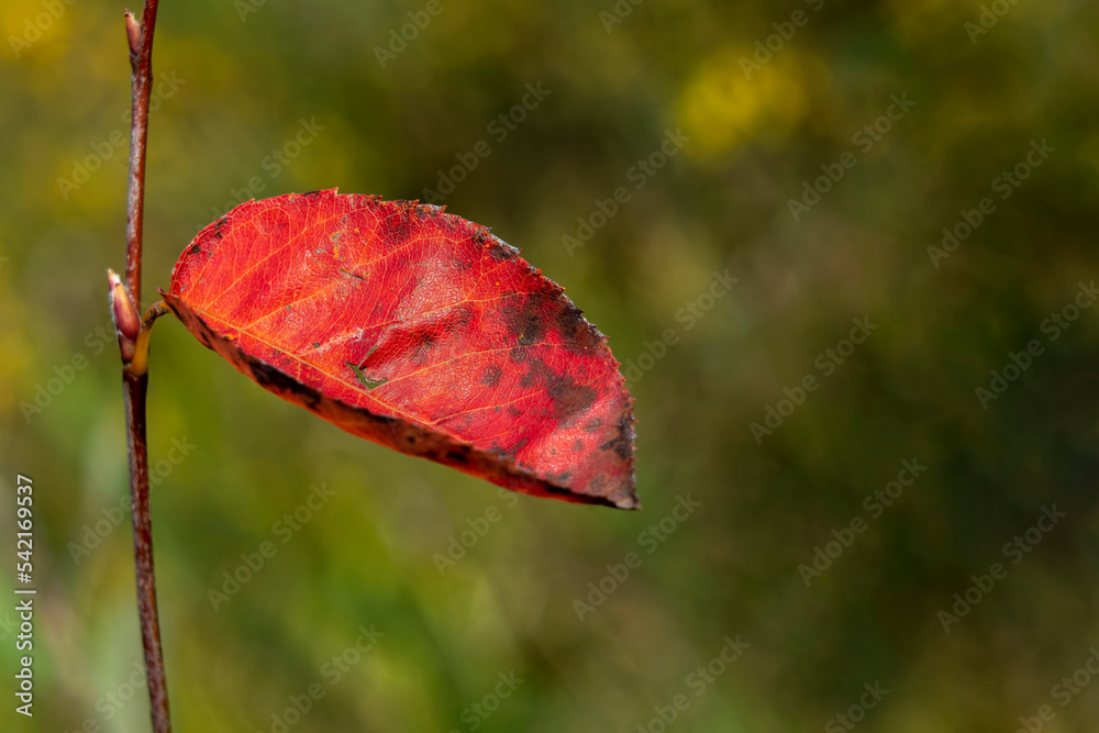 Wall mural red leaf background in autumn fall colour during november, macro close up stock photo image with cop