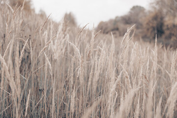 Pampas grass in autumn. Natural background. Dry beige reed. Pastel neutral colors and earth tones. Banner. Selective focus.