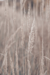 Fototapeta premium Pampas grass in autumn. Natural background. Dry beige reed. Pastel neutral colors and earth tones. Banner. Selective focus.