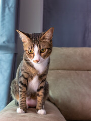 gray and white cat sitting down on the brown sofa in the living room looking to the camera