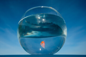 A goldfish swims in a round aquarium against a blue sky. 