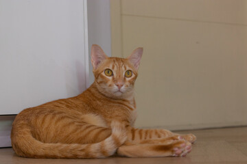 close up orange cat in the living room on the wooden floor laying down looking to the camera