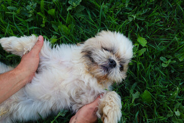 Shitzu. The owner plays with the dog on the grass. Pets. Close-up. Copyspace