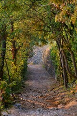 Road in a park in the historic town of Soave, Veneto, Italy