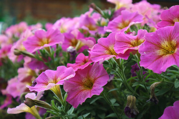 Petunia. Beautiful pink flower. Bright flowerbed. Close-up. Copyspace