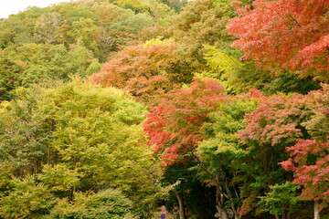 The leaves turn yellow in the fall