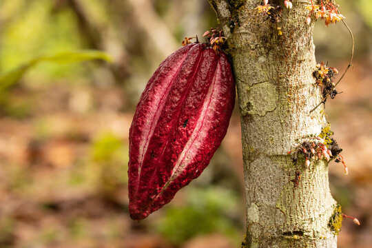 Cocoa fruits grown in the Alto Mayo Valley, located in San Martin Peru