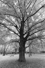 Tree in the autumn park, Monochrome