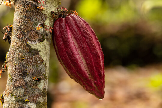 Cocoa fruits grown in the Alto Mayo Valley, located in San Martin Peru