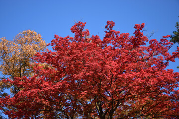 紅葉