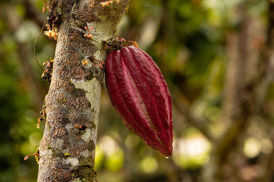 Cocoa fruits grown in the Alto Mayo Valley, located in San Martin Peru