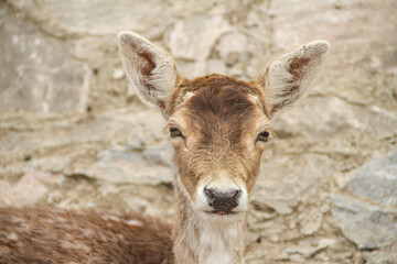 Portrait Of Red Deer close up