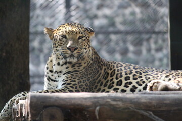 Leopard in zoo in india