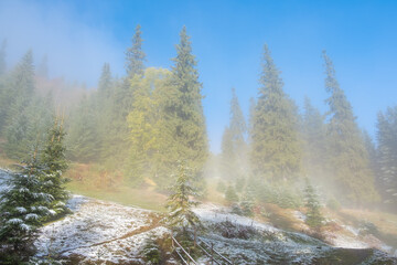 Misty landscape of morning in a moutain forest. Sun rays flowing through the evergreen pine and fir tree branches. Melting first snow
