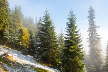 Misty landscape of morning in a moutain forest. Sun rays flowing through the evergreen pine and fir tree branches. Melting first snow