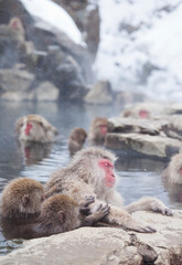 Japanese macaque monkeys bathing in hot springs