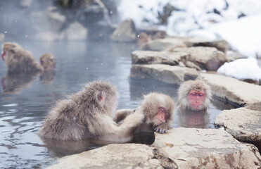 Japanese macaque monkeys bathing in hot springs