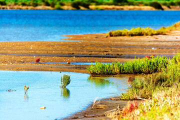 Close-up view of plants at gialova lagoon. The gialova lagoon is one of the most important wetlands in Europe. © akarb