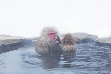 Naklejka premium parent and child Japanese macaque monkeys bathing in a hot spring