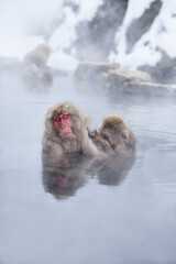 parent and child Japanese macaque monkeys bathing in a hot spring
