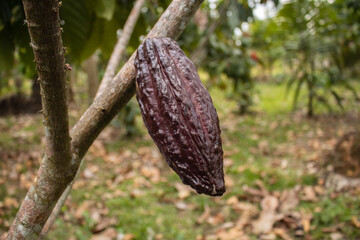 Cocoa fruits grown in the Alto Mayo Valley, located in San Martin Peru