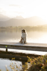 Australian Sheperd am See