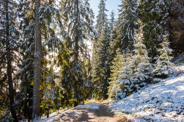 Misty landscape of morning in a moutain forest. Sun rays flowing through the evergreen pine and fir tree branches. Melting first snow