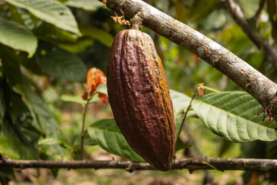 Cocoa fruits grown in the Alto Mayo Valley, located in San Martin Peru