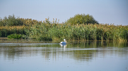 pelican in Danube Delta wandering about