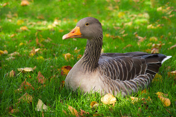 greylag goose lies on the green lawn with the bright autumn leaves.