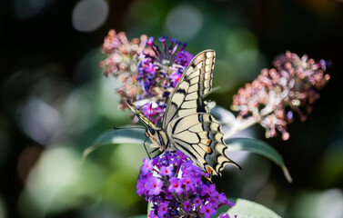 Butterfly Swallowtail close
